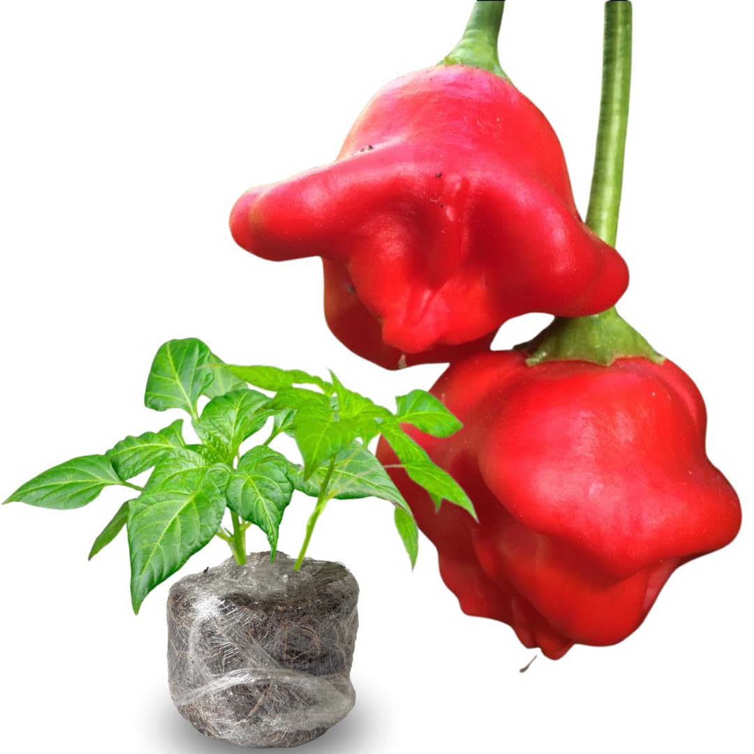 2 Plants Aji Dulce Pepper Live Plants Per Pot, 100 Days Old Pepper Plant Well Rooted Seedlings, Hot Peppers for Year Round Harvesting