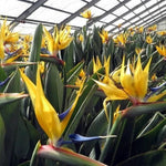 Yellow Bird of Paradise Plant Live, 8 to 12 Inches Tall, Bird of Paradise Live Plant, Tropical Plants Outdoor