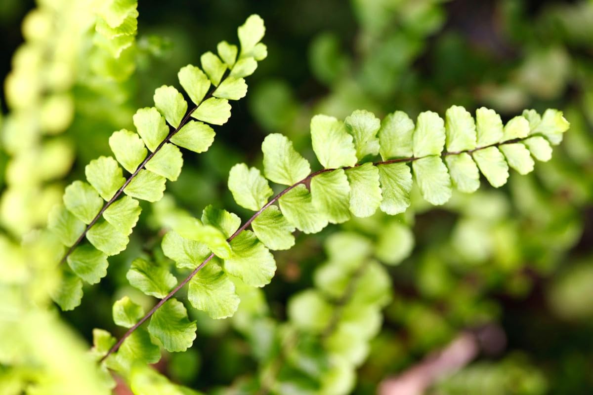 Fern Plant Pot, Maidenhair Fern Plant Live, 3.5 Inc Potted, Live Fern Plant, Fern Plant Live (Maidenhair Fern)