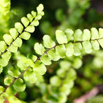 Fern Plant Pot, Maidenhair Fern Plant Live, 3.5 Inc Potted, Live Fern Plant, Fern Plant Live, Ready to Plant