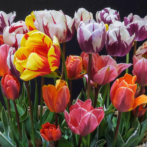 10 Rembrandt Tulip Bulbs, Mixed Bulbs for Fall Planting, Indoor Outdoor Garden, Ready to Plant
