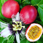 Purple Passion Fruit Plant Live, Tropical Fruit Vine for Planting, 5-10" Tall, Sweet Edible Fruits