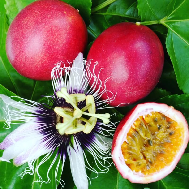 Purple Passion Fruit Plant Live, Tropical Fruit Vine for Planting, 5-10" Tall, Sweet Edible Fruits