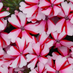 2 Verbena Live Plants, Trailing Verbena Plants for Planting Outdoor, Perennial Ground Cover Flowers 4-7 Inches (Bicolor)