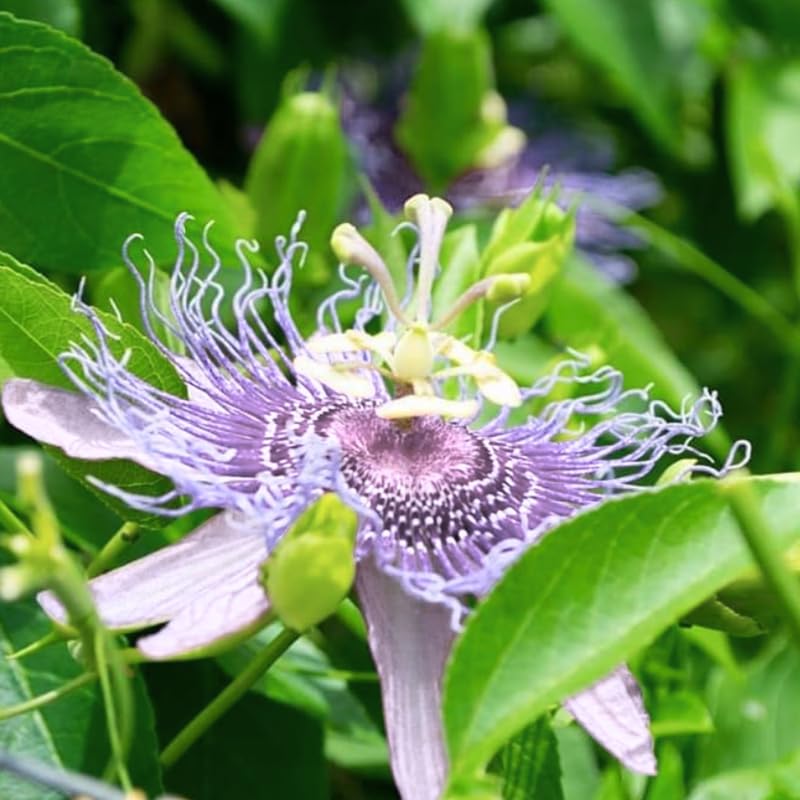 Pack 2 Passion Flower Plants Live, Passiflora Vine Well-Rooted, 5-7 Inch Tall Climbing Vine for Garden Trellises and Fences, No Pot (Purple Passion Flower)