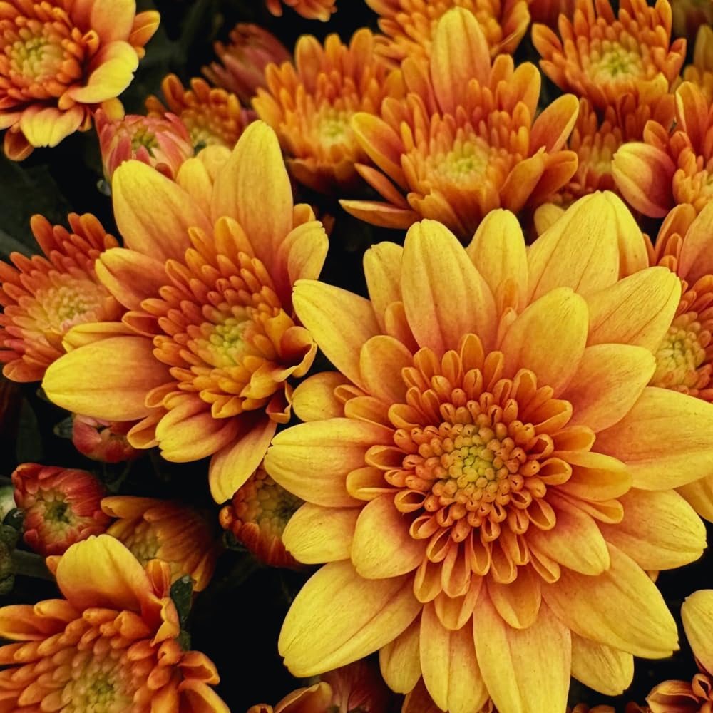 Chrysanthemum Flower Plant, Dark Orange Mums Plant Live for Gardening, 5 to 7 Inc Tall Mum Live Plant Well Rooted Outdoor Indoor
