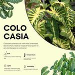 Colocasia Esculenta, Colocasia Live Plant, Elephant Ears Live Plant, Esculenta Taro Live Houseplant, 5-8 Inc Tall, No Pot (Rare Colocasia)