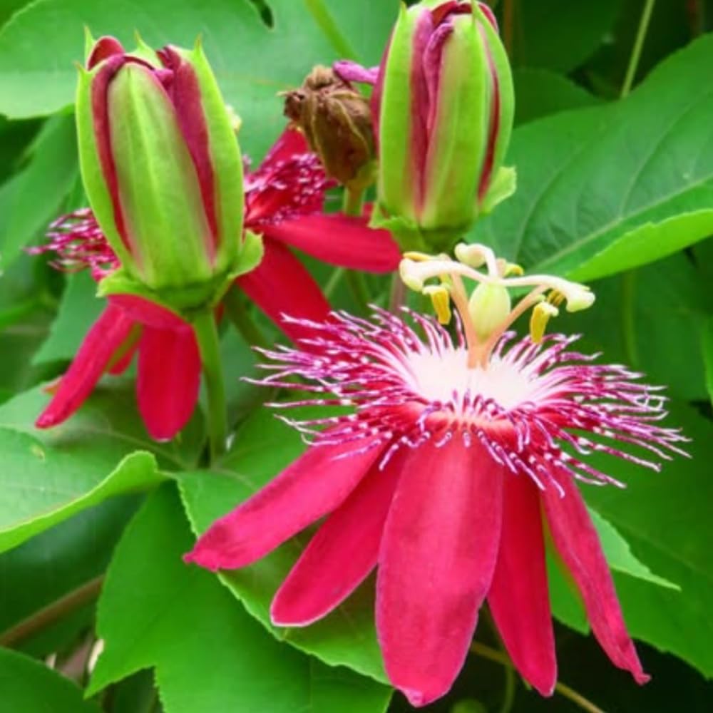 Pack 2 Passion Flower Plants Live, Passiflora Vine Well-Rooted, 5-7 Inch Tall Climbing Vine for Garden Trellises and Fences, No Pot (Burgundy Passion Flower)