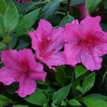 2 Southern Azalea Plants Live 5-9" in Tall, Rhododendron Tree Live Plants Like, Established Root, Vibrant Bloom, Deep Pink