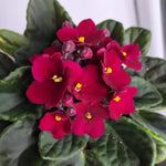 African Violet Live Plant in 4" Pot, Red African Violets Plants Houseplant Well-Rooted, Indoor Outdoor Blooming, Holiday Flower Bush
