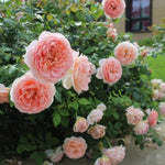 Rose Plant Live for Planting, Bareroot 6-10 Inch Tall, Climbing Vine Bush Shrub for Flowering (Apricot Pink Rose)