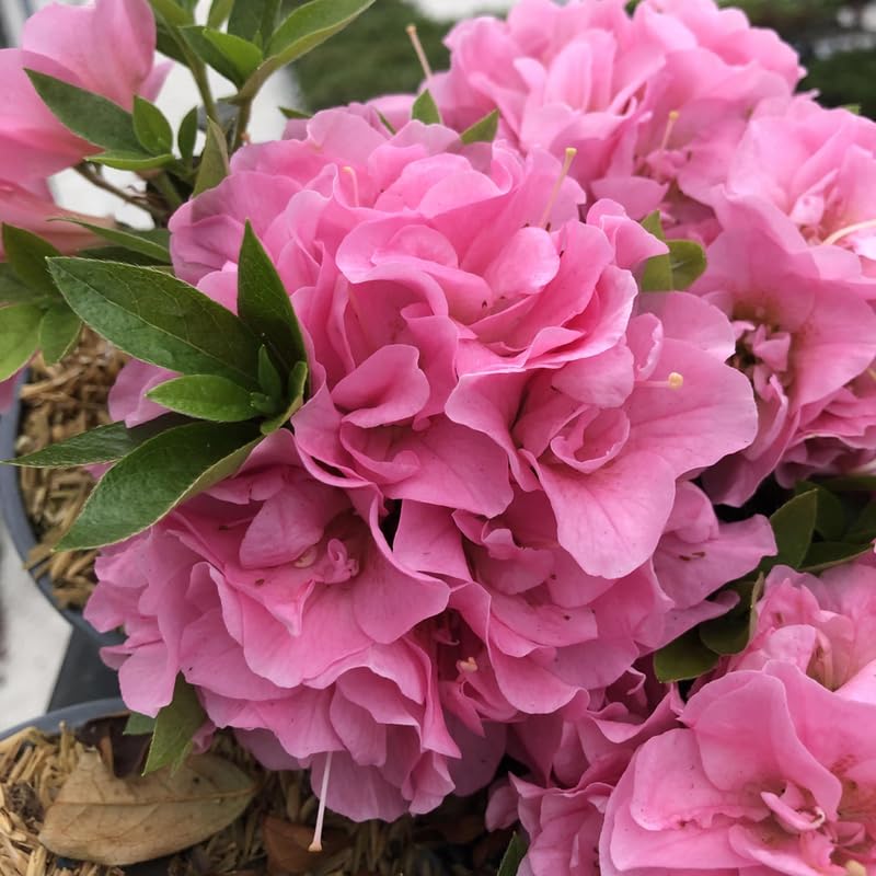 Pink Dwarf Azalea Rhododendron Plants Live Tree, 1 Gallon Pot Azalea Bush Shrub Vibrant Bloom, 1 Year Old Well Rooted, Cold Hardy