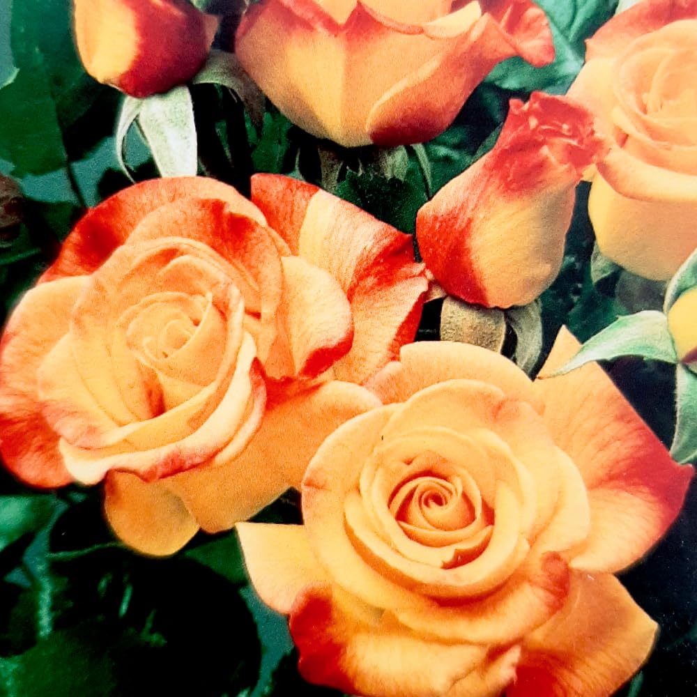 Rose Plant Live, Rose Bush Live Plant, Fragrant Flowers Ready to Plant, 5-9 Inch Height, Well-Rooted, No Pot (Rare Rose)