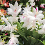 Christmas Cactus Plant Live, Starter Holiday Thanksgiving Cactus Plant for Indoor Outdoor Houseplants, Fasle Easter Cactus Plants Like, Cold Hardy, 5-9" in Tall (White)