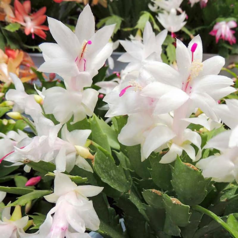 Christmas Cactus Plant Live, Starter Holiday Thanksgiving Cactus Plant for Indoor Outdoor Houseplants, Fasle Easter Cactus Plants Like, Cold Hardy, 5-9" in Tall (White)