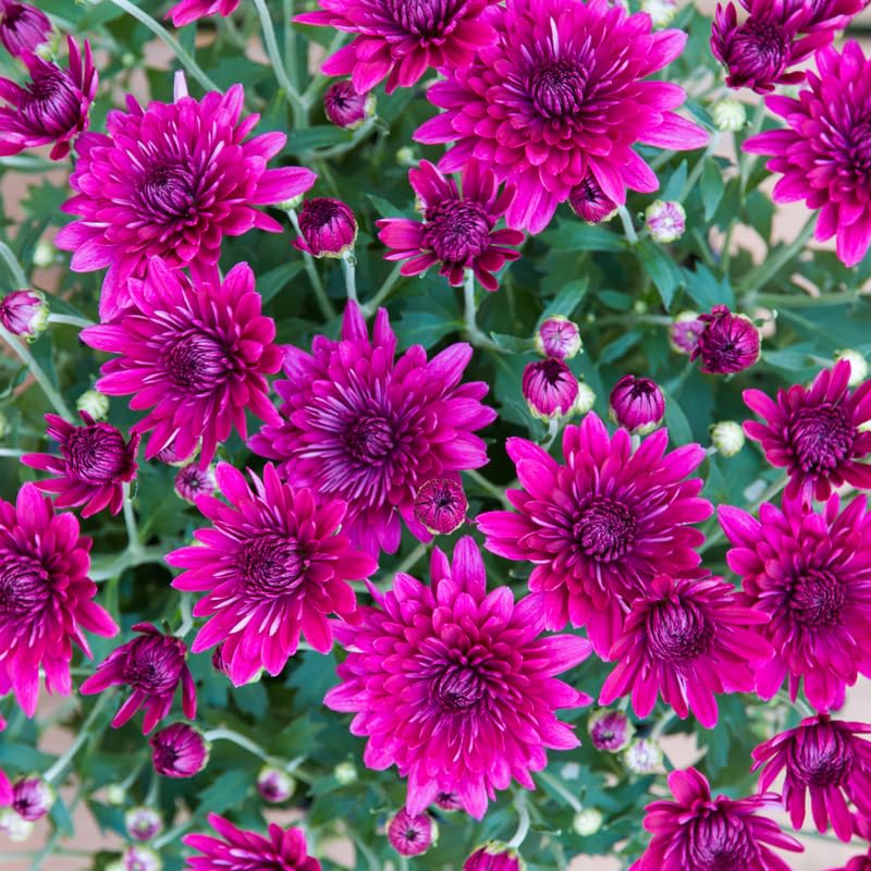 Purple Chrysanthemum Plant, Set 2 Purple Mums Plants Live, Hardy Perennial Mum Live Plant, 3 to 6 Inch Tall Garden Mum Starter Plants for Garden Beds, Containers, Vibrant Fall Blooms, No Pot