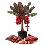 Red Banana Tree Live Plant, Edible Fruit, 4-6" Tall