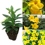 2 Yellow Mandevilla Bush Plants, 5 to 7 Inc in Height, Mandevilla Live Plant, Mandevilla Plants Live