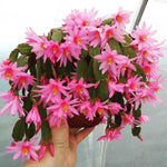 Pink Easter Cactus Plant 3-5'' Tall, Holiday Cactus Plant Starter 2 Inch Pot, Easy Care Houseplant Indoors Outdoors