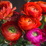 Pack of 30 Ranunculus Bulbs for Spring Planting, Ranunculus Bulbs for Planting, Spring Blooms Vibrant Perennial Bulbs for Garden Borders (Red Ranunculus)