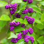 3 Shrubs Beautyberry Bush Live Plant, Purple Beautyberry Plant Tree from 5 to 10 Inches in Tall, No Pot, Well-Rooted, Hardy