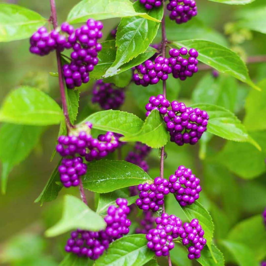 3 Shrubs Beautyberry Bush Live Plant, Purple Beautyberry Plant Tree from 5 to 10 Inches in Tall, No Pot, Well-Rooted, Hardy