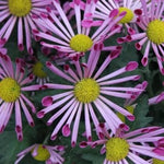 2 Mums Plants Live, Pink Yellow Chrysanthemum Plants Live, No Potted, Chrysanthemum Flower Live Plant, Mum Live Plant, 5 to 8 Inc