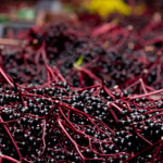Set 10 Elderberry Cuttings for Planting, Elderberry Plant Live, 6-8 Inches Long, Sweet Berries Fruit Tree for Outdoor Garden