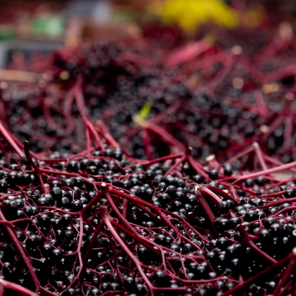 Set 10 Elderberry Cuttings for Planting, Elderberry Plant Live, 6-8 Inches Long, Sweet Berries Fruit Tree for Outdoor Garden
