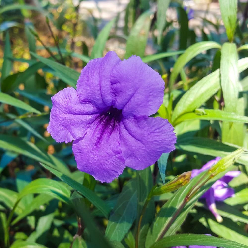 6 Purple Mexican Petunia Plants Live, 5 to 7 Inc, Petunia Flower Live Plants, Shrub Plant Gardening
