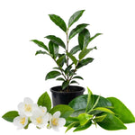 Camellia Sinensis Plant Live, Camellia Plant, Green Tea Tree Plants, Vibrant Flower Shrub, Well-Rooted for Garden Planting (6 Inches)
