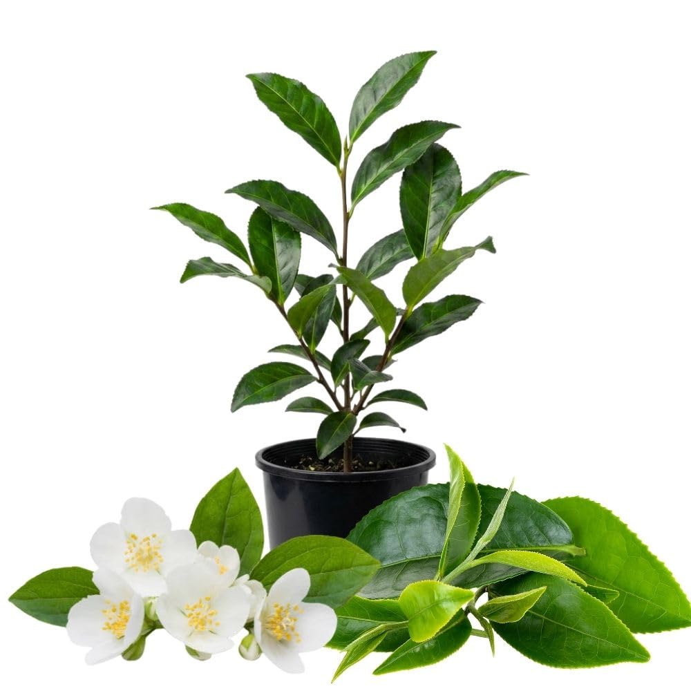 Camellia Sinensis Plant Live, Camellia Plant, Green Tea Tree Plants, Vibrant Flower Shrub, Well-Rooted for Garden Planting (6 Inches)