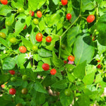 Red Chiltepin Pepper Plants Live for Planting, 6 to 8 Inch Tall Pepper Plants in Pot, Hot Peppers
