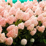 Hydrangea Bushes Live Plant in 2.5'' Pot, Well Rooted Vibrant Hydrangea Tree Shrub 4-7 Inches for Planting