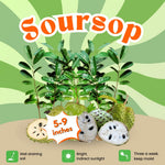 Sweet Soursop Fruit Tree, Annona Muricata Soursop Tree Live Plant 5 to 9 Inches Height, Soursop Plant Live for Planting, No Pot