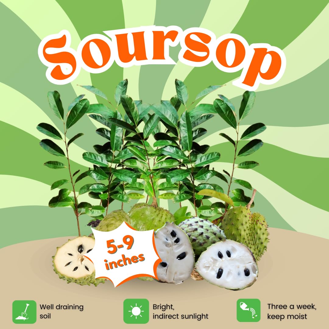 Annona Muricata Soursop Plant Live for Planting, Sweet Soursop Tree Live Plant 5 to 9 Inches Tall, Soursop Guanabana Seedling Ready to Grow, No Pot