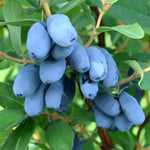 Blue Honeyberry Plant Live, Sweet Blue Honey Berry Tree, Perennial Haskap Plants, 6-8 Inch Tall for Planting