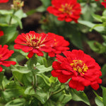 Zinnia Plant Live, Red Zinnia Flower Plant from 3 to 5 Inc Tall