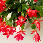 Christmas Cactus Plant, Thanksgiving Cactus in 4” Pot, Colorful Holiday Blooms, Indoor Gardens Growing (Red Christmas Cactus)