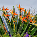 Bird of Paradise Live Plant to Grow, 5 to 9 Inches Tall, Strelitzia Reginae Bird of Paradise, Tropical Outdoor Plant (Orange Bird of Paradise)