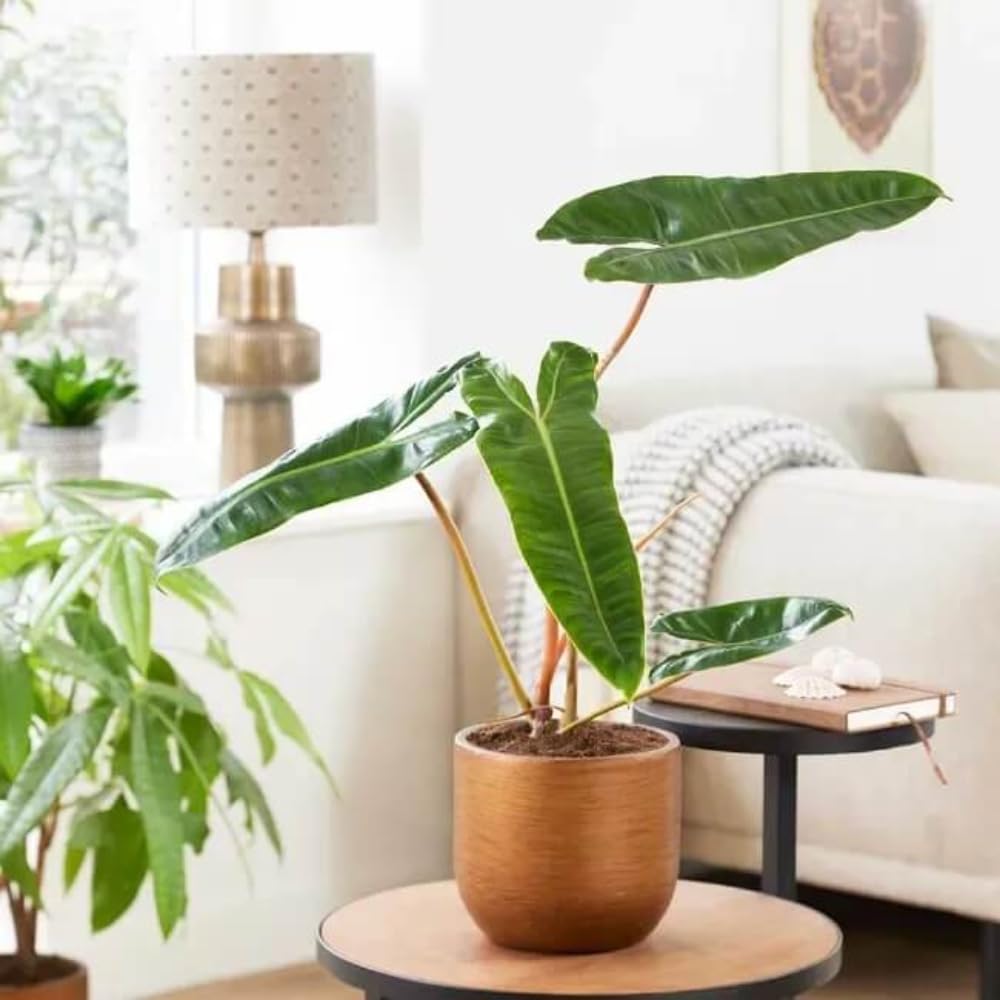 Variegated Philodendron Live Plant 4-8 Inches, Rare Indoor Houseplants for Container Growing (Billiataie Philodendron)