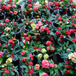 Hardy Crown of Thorn Live Plant, Random Euphorbia Milii Tree, 1 Year Old Plant, 5-10 Inches in Tall, No Pot, Indoor Outdoor Décor Succulent Cactus