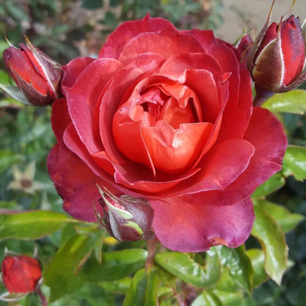 Rose Plant Live, Fragrant Heirloom Flower Bush, 5-10 Inch Tall, Grows as Climbing or Shrub for Outdoor Garden, No Pot (Hot Rose)