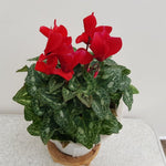 Cyclamen Plant Live in 4'' Pot, Vibrant Indoor Flowering Plants for Planting, Blooms Already, Indoor Outdoor Decoration (Red Cyclamen)