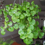 Pack 02 Green Plectranthus Swedish Ivy Plants Live, Live Swedish Ivy Plants, House Plant Live, 3 to 5 Inc Long, Swedish Ivy Live Plant for Garden