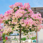 2 Apple Blossom Bougainvillea Plants Live, Flowering Bougainvillea Vine for Outdoor Garden or Trellis, 5-9 Inch Tall, Very Hardy