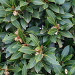 2 Live Bay Laruel Trees Sweet Bay Laurus Nobilis Plants, Bay Leaf Tree, True Laurel for Planting, 5-10 Inches in Tall