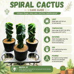 Large Spiral Cactus Plant Live in 6" Pot, Rare Twisted Cactus, Live Spiral Succulent, Easy-Care Houseplant, 4-7 Inches Tall, Well-Rooted