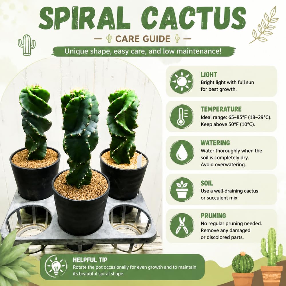 Large Spiral Cactus Plant Live in 6" Pot, Rare Twisted Cactus, Live Spiral Succulent, Easy-Care Houseplant, 4-7 Inches Tall, Well-Rooted