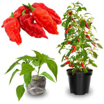 Pack 4 Pepper Plants Live, 80 Days Old Live Pepper Green for Growing, Chili Peppers for Planting, 5 to 9 Inc Tall (Bhut Jolokia Ghost)